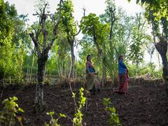 
      
      Global Environment Facility approves support to FAO projects
      
      