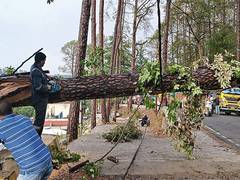 
      
      Heavy rain lashes Thane; tree fall incidents reported
      
      