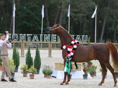 
      
      Egypt to host 6th Emirates Arabian Horse Global Cup show
      
      