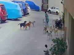 
      
      Woman attacked by stray dogs in Hyderabad
      
      
