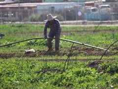 
      
      Thai agricultural workers to return Israel after 8 months
      
      