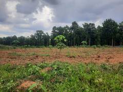 
      
      Bastar to emerge as next hub of India's rubber production
      
      