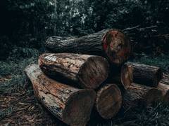 
      
      PoJK: Rampant deforestation causes environmental destruction
      
      
