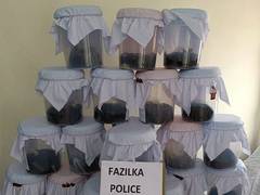 
      
      Punjab police seize 66 kg opium, two arrested
      
      