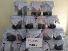 
      
      Punjab police bust inter-state opium smuggling syndicate; 2 held
      
      