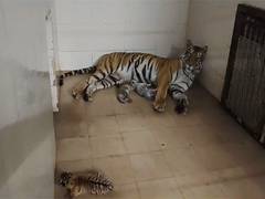 
      
      Tigress gives birth to 3 cubs, including one white in Gwalior Zoo
      
      