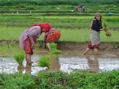 
      
      Nepal marks Ropain Diwas, celebrating rice and rituals by plantin
      
      