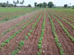 
      
      Farmers in Gujarat taking to natural farming in big way
      
      