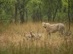 
      
      Cheetah Gamini, her cubs enjoy rain at Kuno National Park
      
      