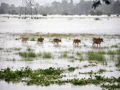 
      
      Assam floods: 131 wild animals dead in Kaziranga National Park 
      
      