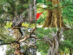 
      
      Yogi Govt to develop Heritage Tree Gardens in 11 districts of Utt
      
      