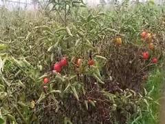 
      
      Prices of tomatoes, potatoes and green vegetables may go up
      
      