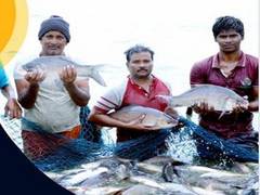 
      
      Gujarat to observe National Fish Farmers Day celebrations
      
      