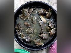 
      
      100 live turtles recovered as police nabbed one smuggler
      
      