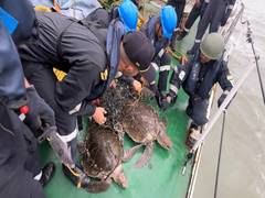
      
      Indian Coast Guard rescues entangled Olive Ridley turtles
      
      