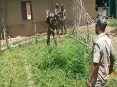 
      
      BSF destroys 15,000 ganja saplings by uprooting in Tripura 
      
      