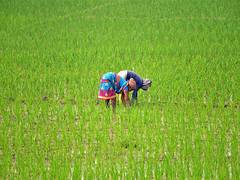 
      
      Kharif sown area improves by 10.3 per cent in 2024 sowing season
      
      