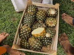 
      
      Suresh Gopi thanks Tripura CM for timely delivery of pineapples
      
      