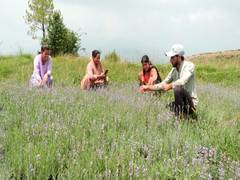 
      
      Five lakh lavender plants cultivated in J-K's Udhampur
      
      