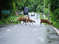 
      
      Kaziranga National Park allows movement of commercial vehicles 
      
      
