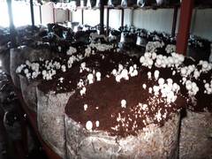 
      
      J-K's Kathua sees surge in mushroom farming as young agripreneurs
      
      