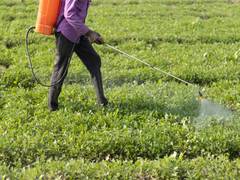 
      
      Food and Fertiliser subsidy declines in FY 2024 - Economic Survey
      
      