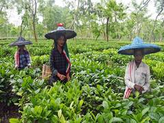 
      
      Tea Association of India expresses gratitude to FM Sitharaman for
      
      