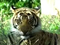 
      
      PM Modi lauds Tiger Day campaigns in Rajasthan, Andhra, UP
      
      