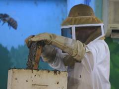 
      
      Honeybee decline linked to unbalanced diets: Israeli Research
      
      