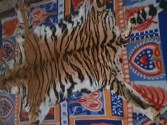 
      
      Customs seize tiger skin from Maharashtra's Jalgaon; 6 held 
      
      