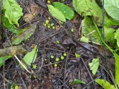 
      
      Heavy rain damages coffee, pepper crops in Karnataka
      
      