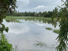 
      
      Trouble for farmers in Kerala as their farming season “Punchakris
      
      