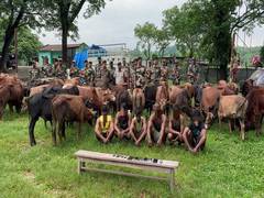 
      
      Meghalaya: BSF thwarts cattle smuggling attempt
      
      