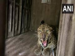 
      
      Pune: 10 leopards relocated from Junnar to Gujarat's Jamnagar 
      
      