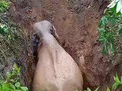 
      
      Elephant rescued from a ditch in Gossaigaon Assam
      
      