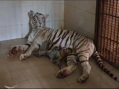 
      
      White tigress gives birth to 3 cubs, including 2 white in Gwalior
      
      