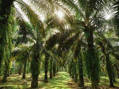 
      
      'The Stories of Palm Oil’ a 5-part documentary series launched
      
      