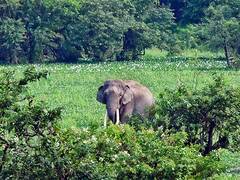 
      
      Assam: HaatiApp to help communities coexist with elephants
      
      