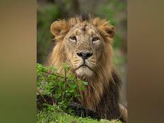 
      
      World Lion Day: PM shares stunning pics, lauds conservationists
      
      