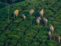 
      
      Chhattisgarh: Four persons trampled to death in elephant attack
      
      