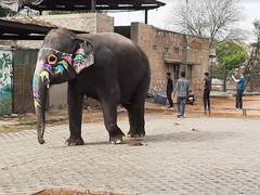 
      
      World Animal Protection urges Rajasthan to End Elephant Rides
      
      