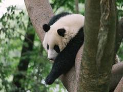 
      
      Hong Kong's 19-yr old giant panda gives birth to twins
      
      