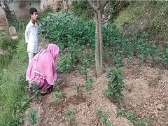 
      
      J-K: Women take up marigold farming as means of livelihood 
      
      