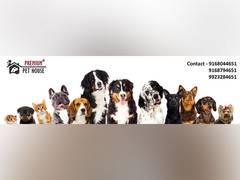 
      
      Essential Puppy Care Tips Every New Pet Parent Should Know
      
      