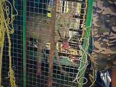 
      
      UP: Four wolves caught so far, hunt on nab two others
      
      