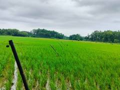 
      
      Assam: Low cost solar fence helps local farmers, protects crops
      
      