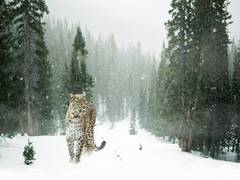 
      
      Pakistan: Man arrested in Lahore for selling Snow Leopard skin
      
      