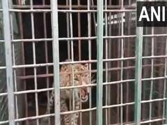 
      
      Uttar Pradesh: Leopard rescued by forest department in Rampur
      
      