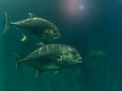 
      
      Fish seeds yearly stocking into Ranjit Sagar Dam Reservoir begins
      
      