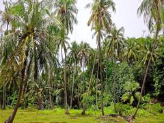 
      
      Farmers in Bastar to take up coconut farming
      
      